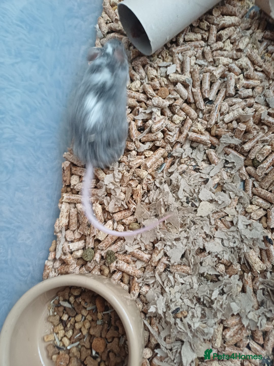 Mouse rodents for sale: 1 male and 4 female mice  - Image 3