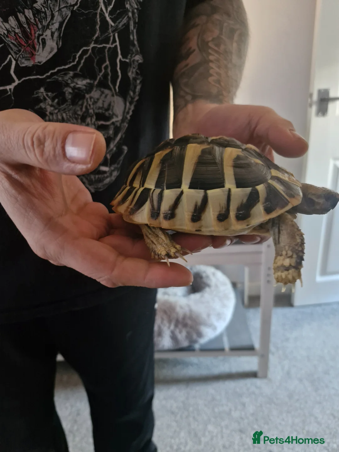 Hermann Tortoise reptiles for sale: Hermanns Tortoise in Thatcham - Advert 1