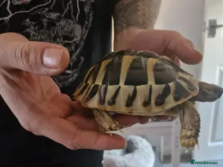 Hermann Tortoise reptiles Hermanns Tortoise - Advert 1