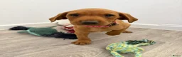 Labrador Retriever dogs for sale: Labrador puppies from a loving family home. - Advert 11