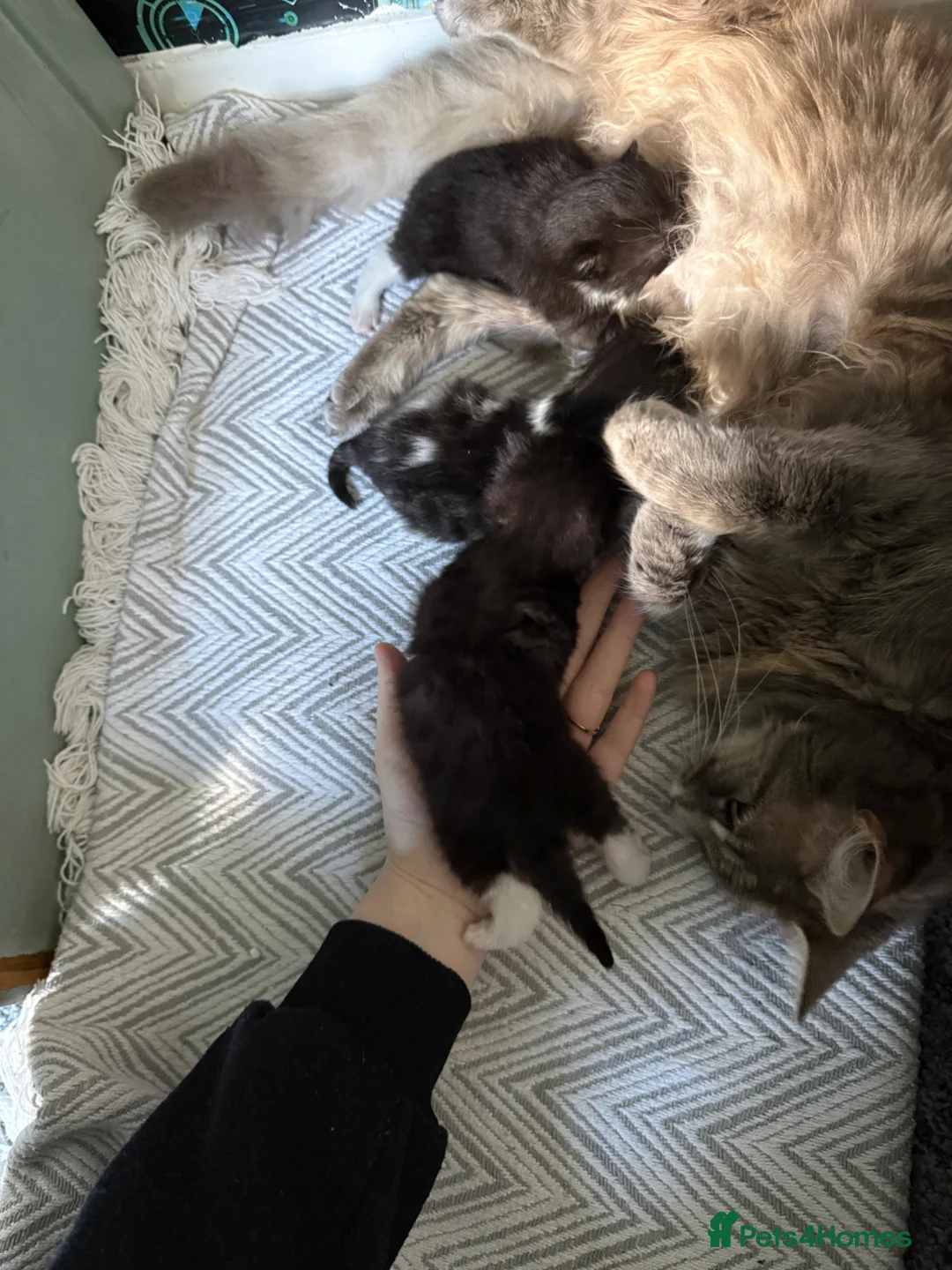 Mixed Breed cats for sale: Mixed fluffy maincoon kittens  - Advert 2