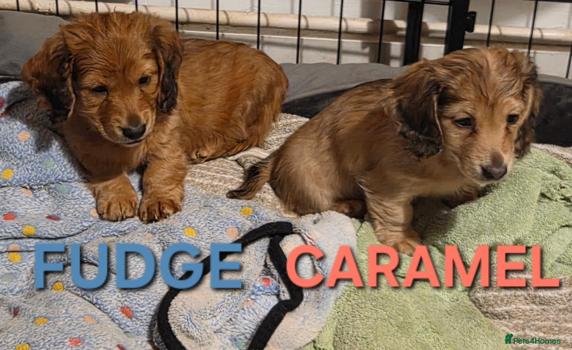 Dachshund dogs 4 Long Haired Mini Dachshunds Ready from 25th Oct - Advert 4