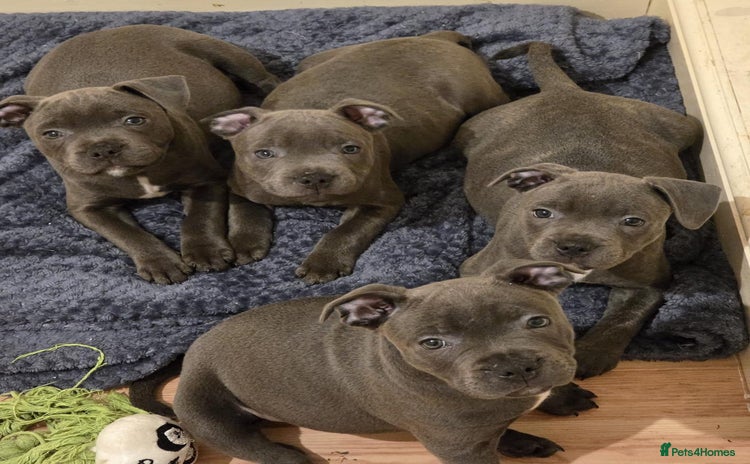 Staffordshire Bull Terrier dogs - Advert 1