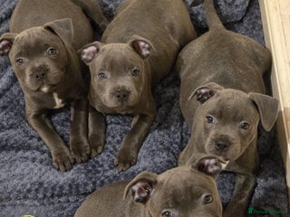 Staffordshire Bull Terrier dogs - Advert 1