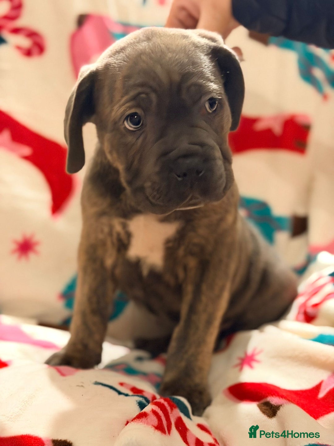 Cane Corso dogs for sale: 🐾 Stunning Cane Corso Puppies Available NOW ! 🐾 - Advert 14