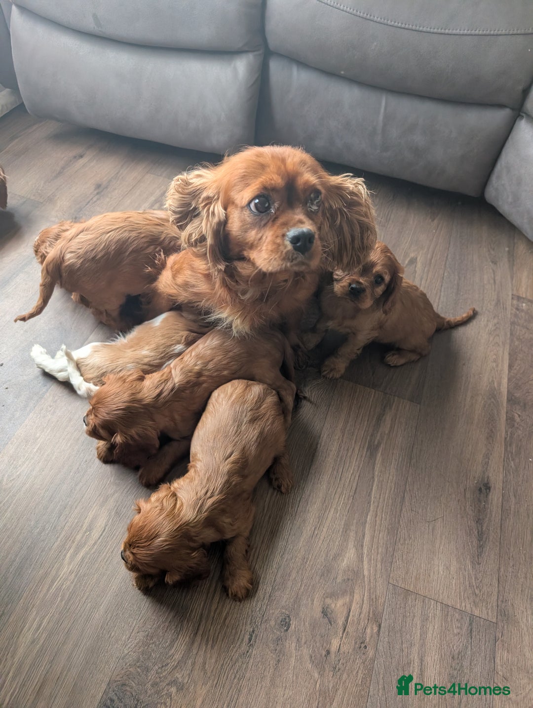 Cavalier King Charles Spaniel dogs for sale: 7 HEALTH TESTED & KC REG CAVALIERS - READY MONDAY - Advert 6