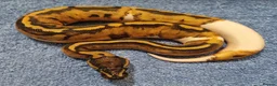 Python Snake reptiles for sale: CB25 ball python, pieds, Desert Ghost, + combos - Advert 7