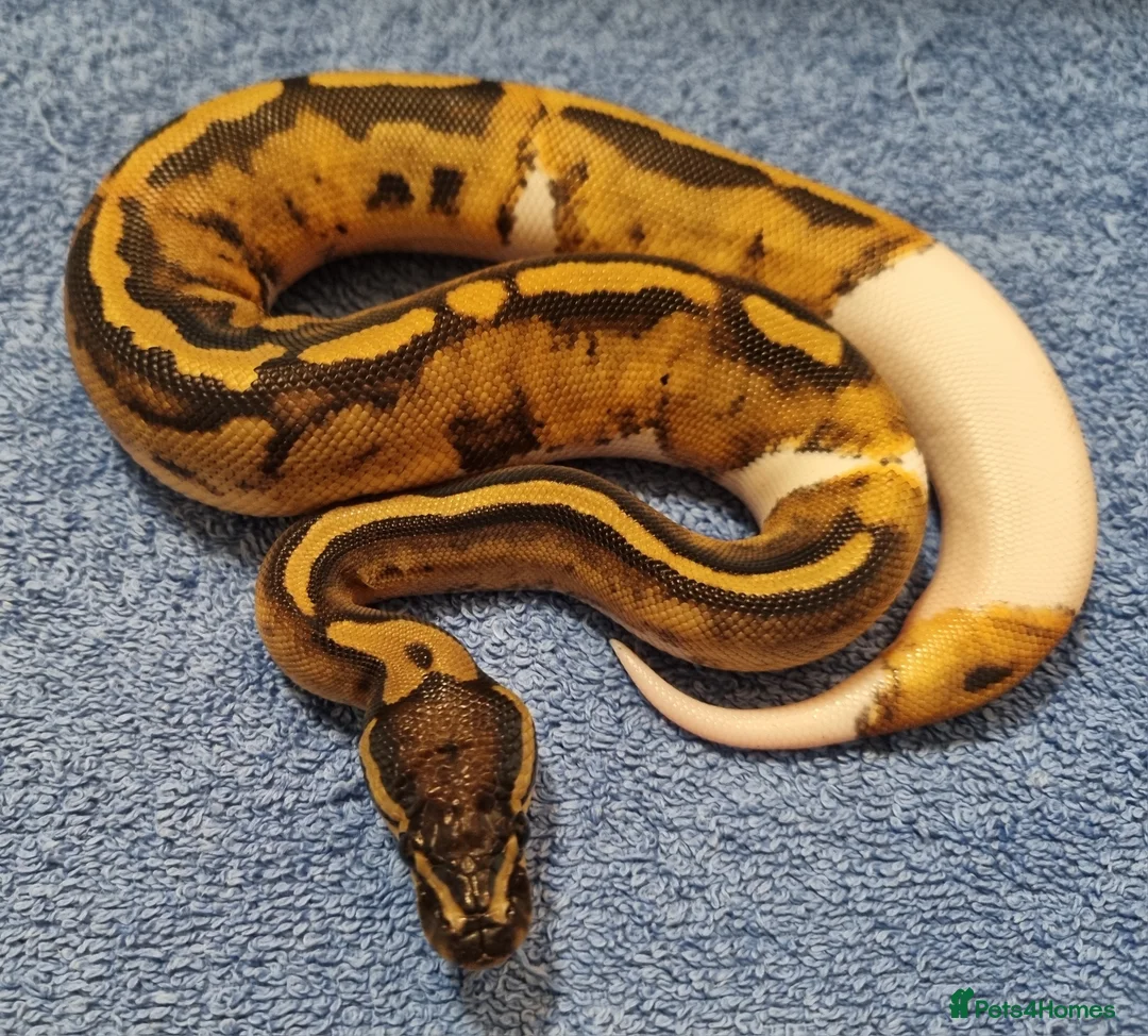 Python Snake reptiles for sale: CB25 ball python, pieds, Desert Ghost, + combos - Advert 7