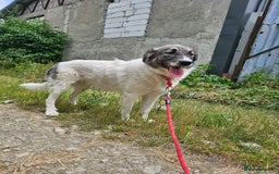 Mixed Breed dogs for adoption: Beautiful and Gentle HEIDI - for a Loving Home - Image 22