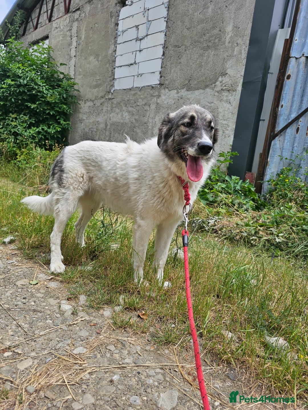 Mixed Breed dogs for adoption: Beautiful and Gentle HEIDI - for a Loving Home - Image 22
