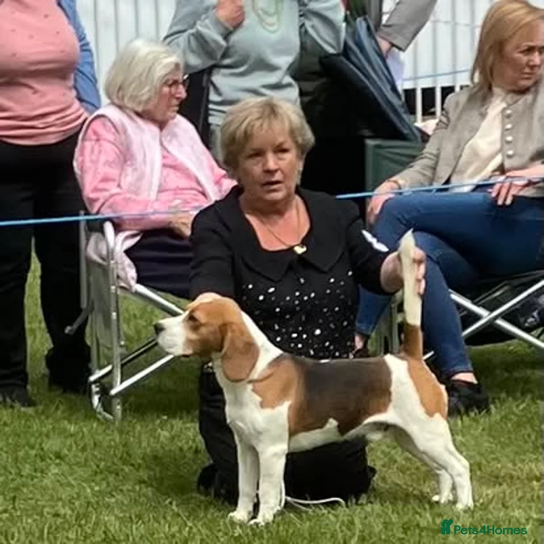 Beagle dogs for sale: KENNEL CLUB REGISTRED BEAGLE PUPPIES - Advert 9