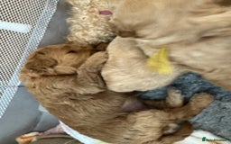 Mixed Breed dogs for sale: 💕 Gorgeous Cavapoochon Puppies 💕  - Image 5
