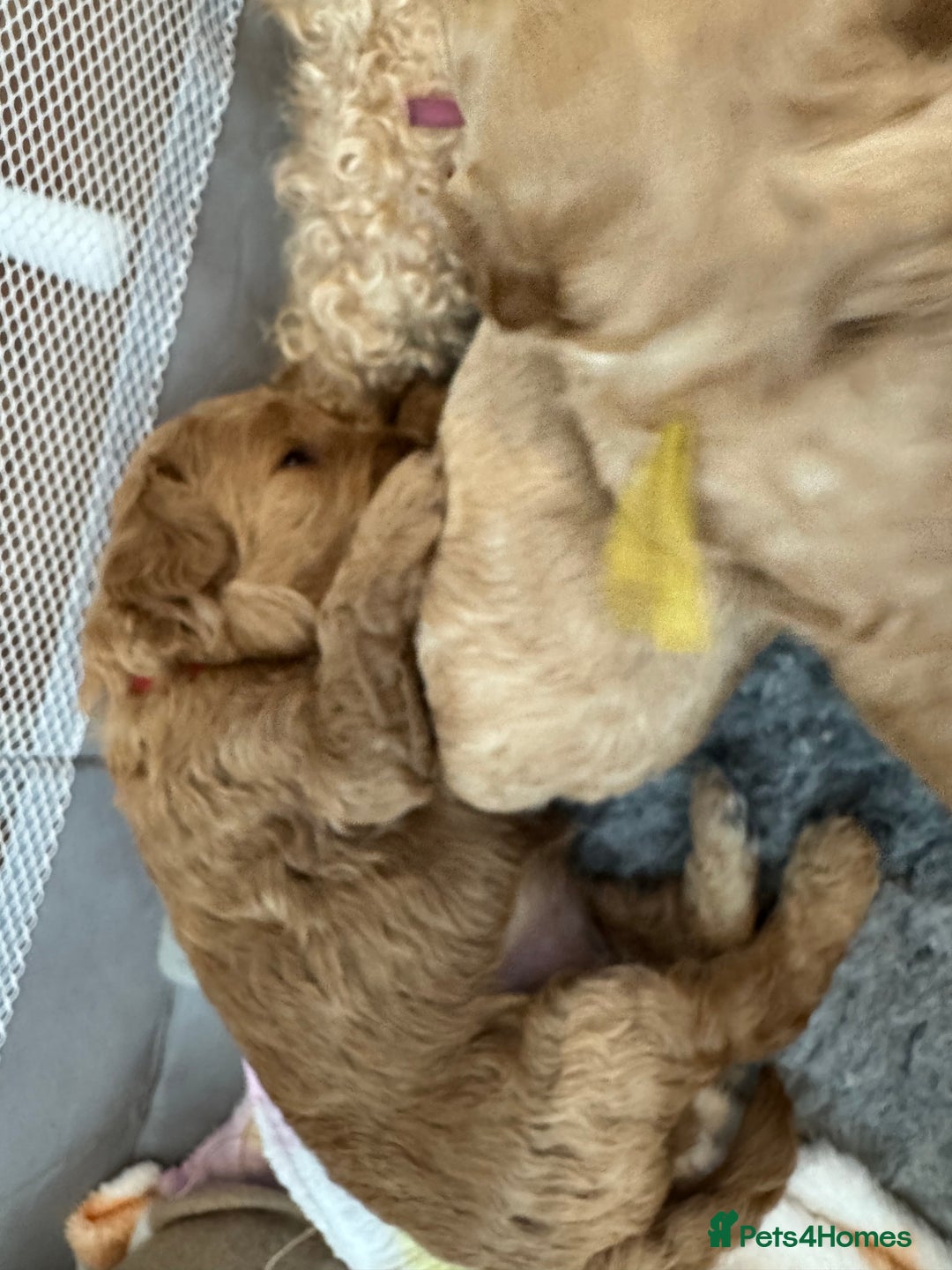 Mixed Breed dogs for sale: 💕 Gorgeous Cavapoochon Puppies 💕  - Image 5