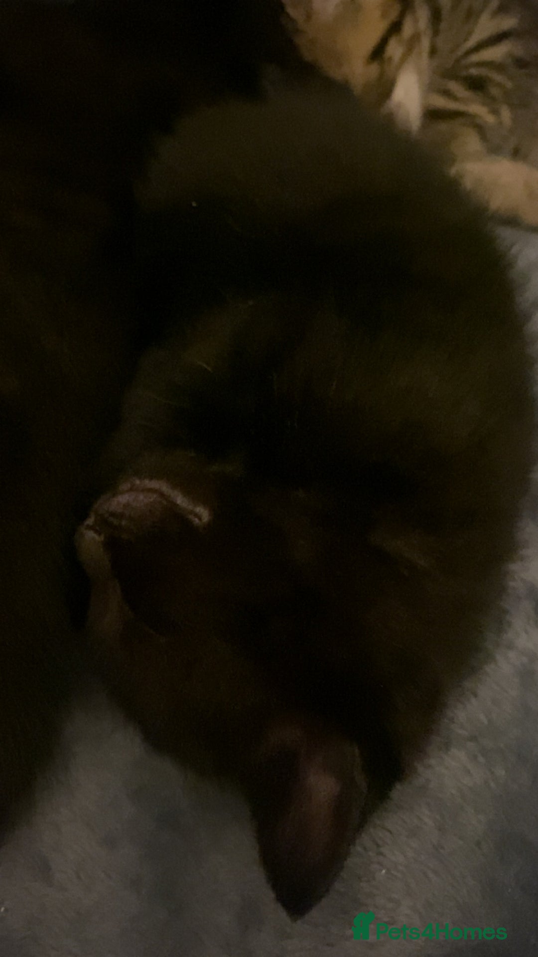 Mixed Breed cats for sale: Mixed breed Bengal and Norwegian forest cat  - Advert 12