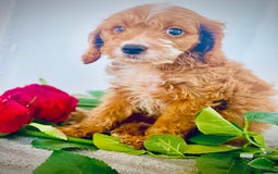 Cavapoo dogs for sale: 🐶 Beautiful F1B Cavapoo Puppies for Sale 🐶 - Image 22