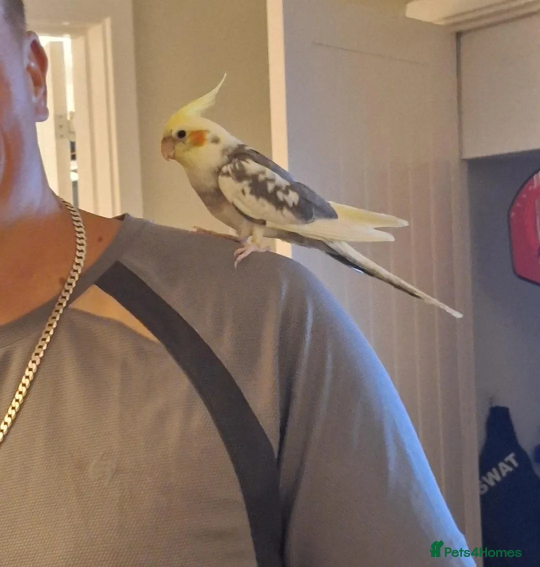 Cockatiels birds for sale: Cockatiel in Knaresborough - Advert 2
