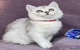 British Shorthair cats for sale: OPEN TO OFFERS TICA registered BSH kittens - Image 10