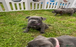 Staffordshire Bull Terrier dogs for sale: KC registered Blue Staffordshire bull terrier’s  in Colchester - Image 27