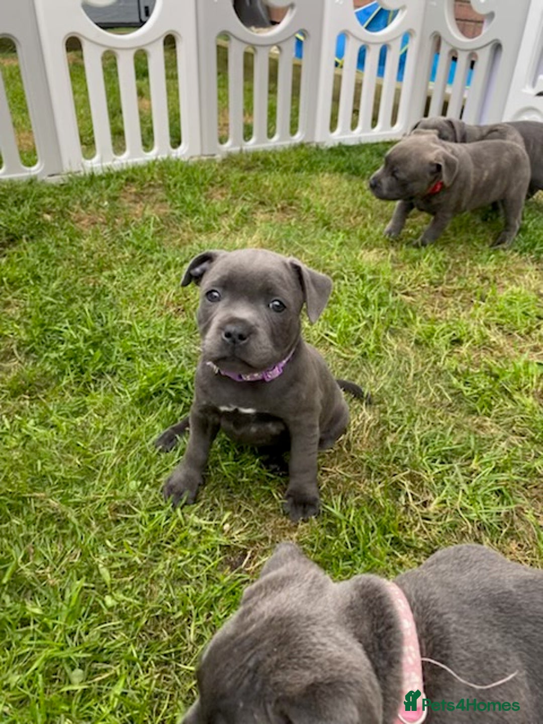Staffordshire Bull Terrier dogs for sale: KC registered Blue Staffordshire bull terrier’s  in Colchester - Image 27