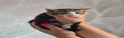 Mixed Breed cats for sale: Adorable Male Kittens for Sale (4 Boys Available) - Advert 12