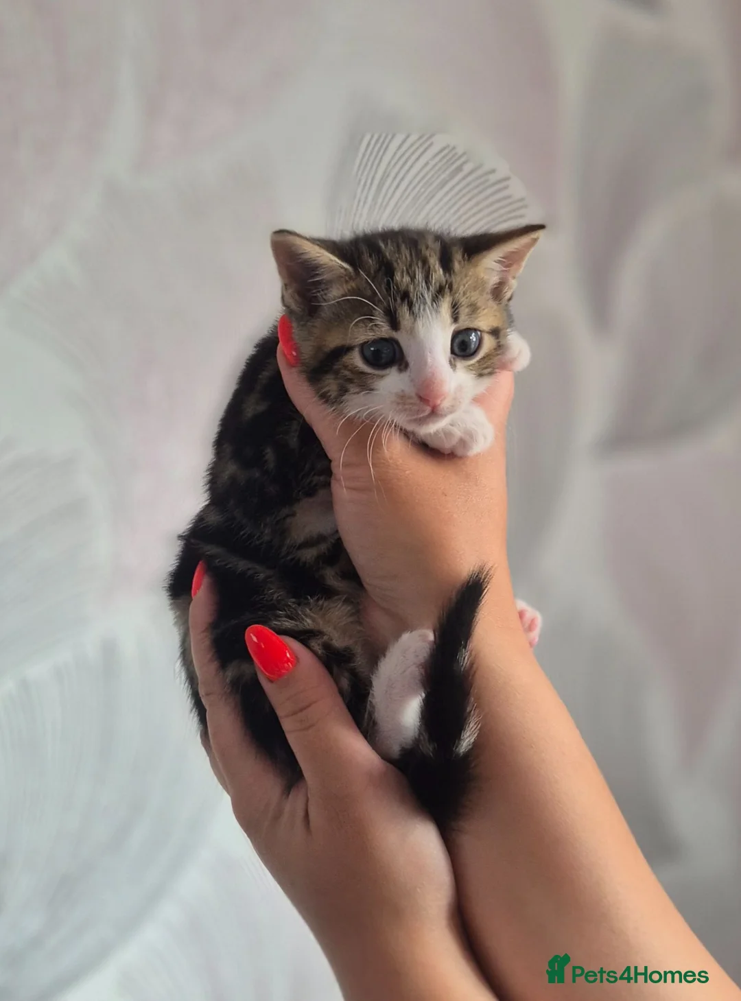 Mixed Breed cats for sale: Adorable Male Kittens for Sale (4 Boys Available) - Advert 12