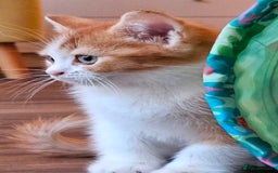 British Shorthair cats for sale: British Shorthair Kittens Ginger, Calico & Gold - Image 5