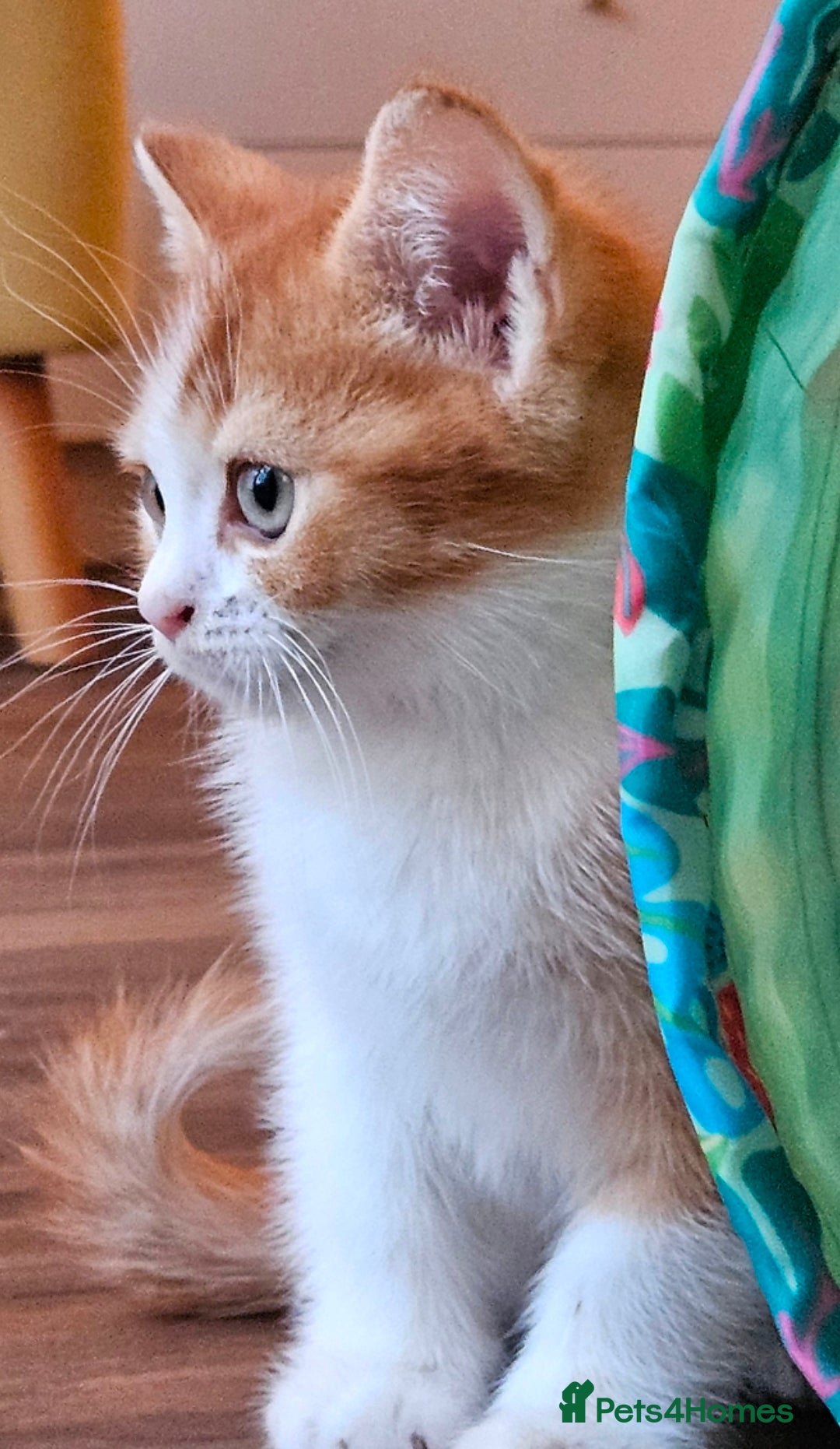 British Shorthair cats for sale: British Shorthair Kittens Ginger, Calico & Gold - Image 5