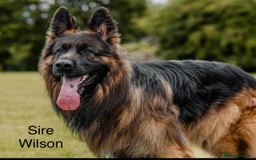 German Shepherd dogs for sale: GERMAN SHEPHERD LONG COATED PUPPIES - Image 9