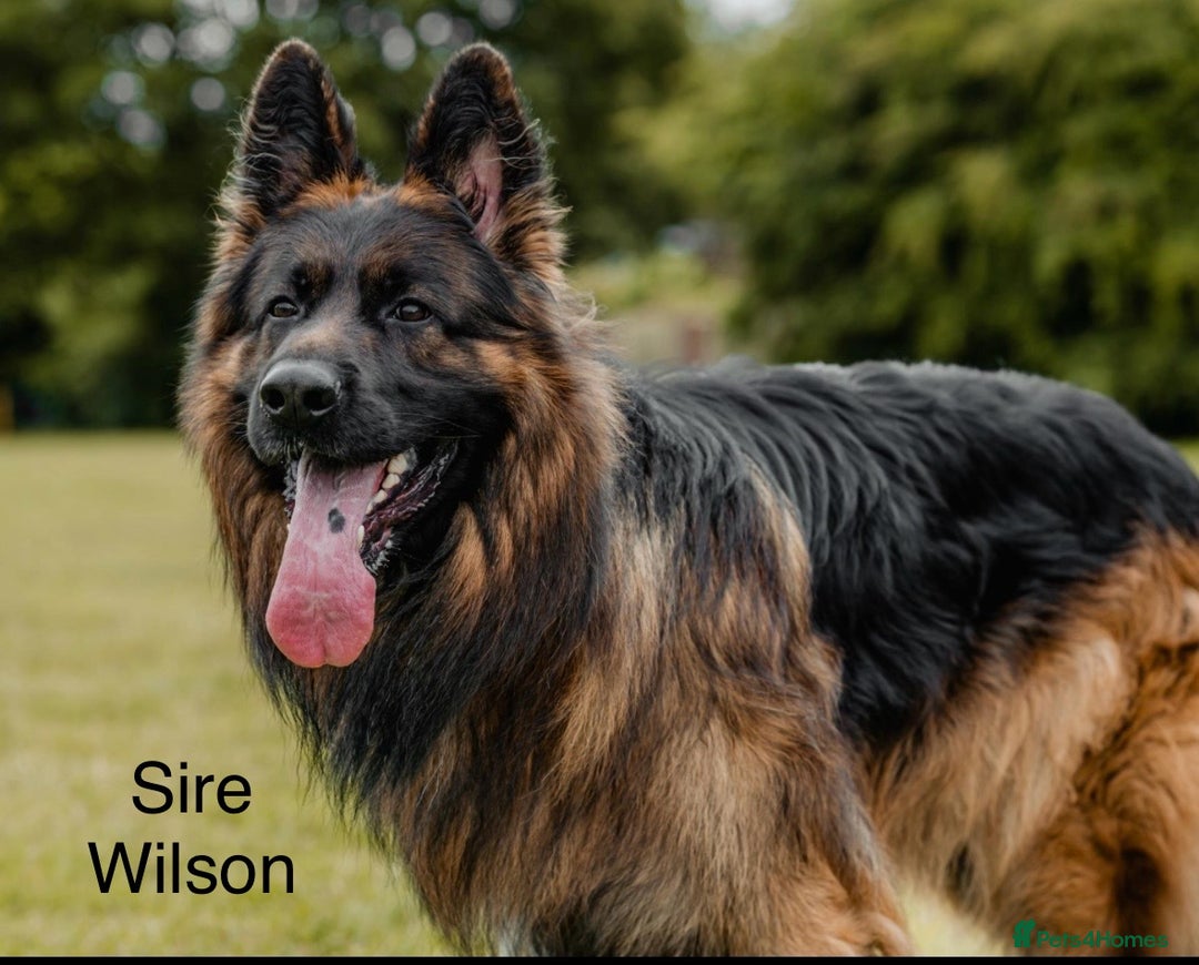 German Shepherd dogs for sale: GERMAN SHEPHERD LONG COATED PUPPIES - Image 9