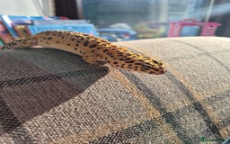 Leopard Gecko reptiles for sale: Kevin the leopard gecko - Image 7