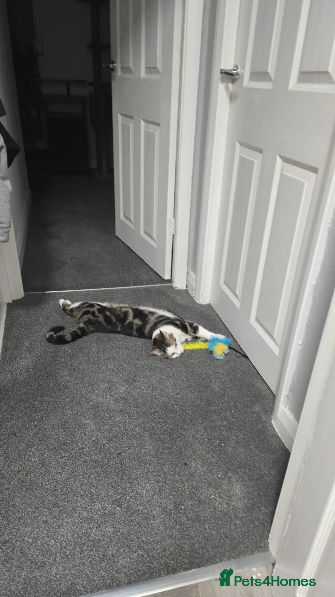 Mixed Breed cats for sale: 2 cats to be homed together in Stoke-on-Trent - Advert 6