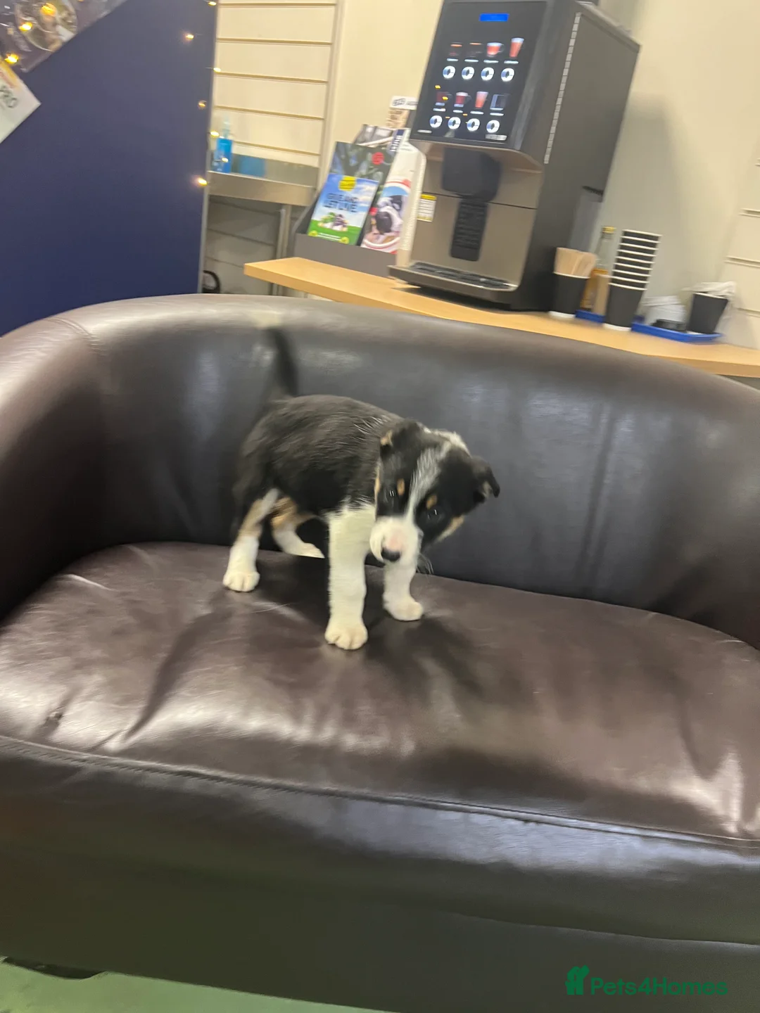 Border Collie dogs for sale: Ted! - Proven Working Border Collie Puppy! - Advert 11