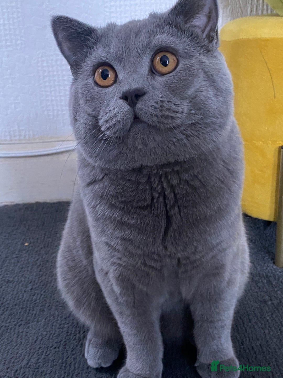 British Shorthair cats for sale: British Shorthair Male – Plush Silver Coat - Advert 10