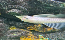 Sharks fish for sale: Silver Bala shark/ 2x snow white pleco - Image 5