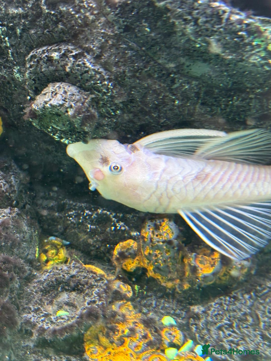 Sharks fish for sale: Silver Bala shark/ 2x snow white pleco - Image 5