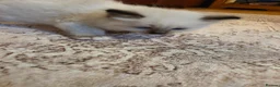 Ragdoll cats for sale: Seal mitted ragdoll kittens ready 26/9 - Advert 3