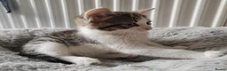 Mixed Breed cats for sale: Gorgeous kittens  - Advert 17