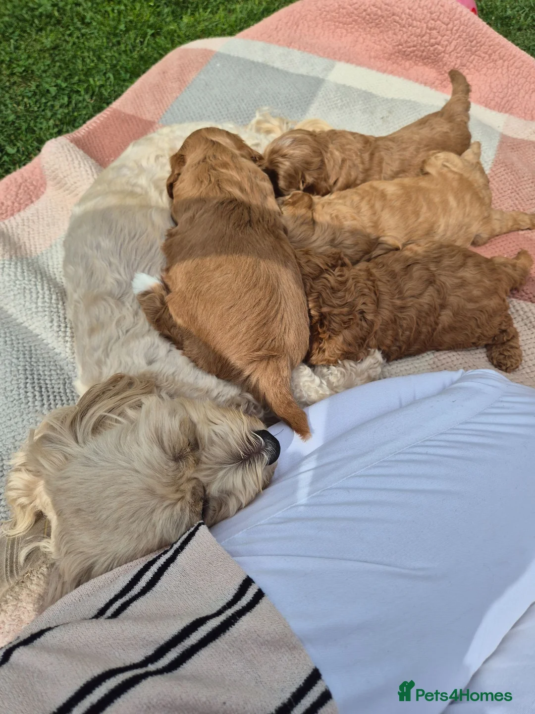 Maltipoo dogs for sale: Maltipoo male - Advert 11