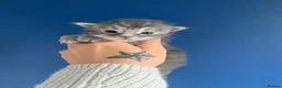 Maine Coon cats for sale: AMAZING TICA REGISTERED KITTENS - Advert 9