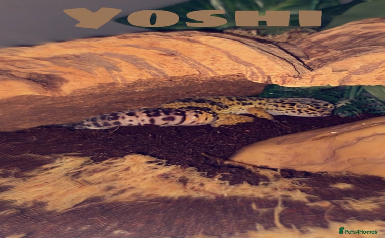 Leopard Gecko reptiles - Advert 2