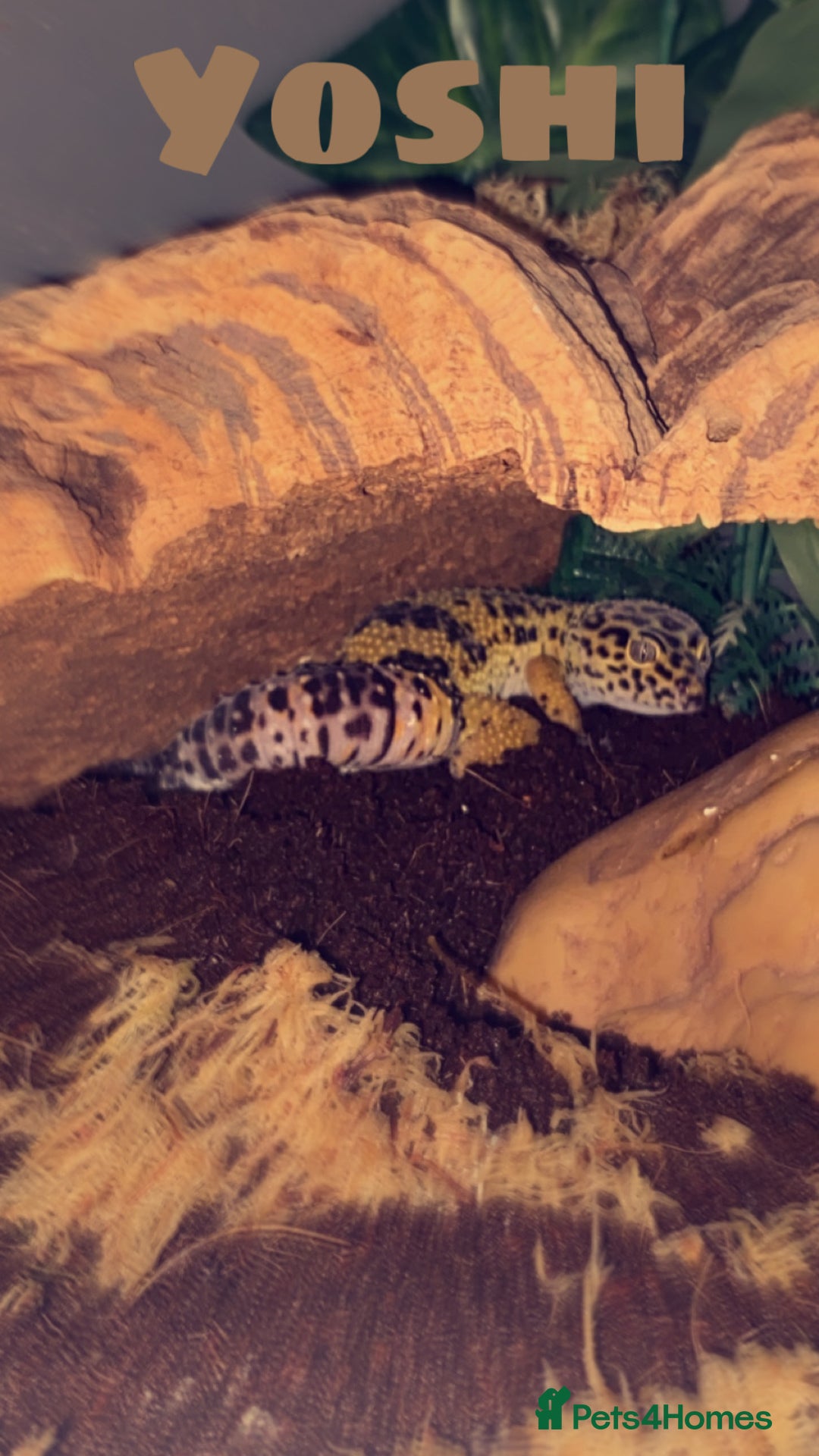 Leopard Gecko reptiles for sale: Year old Leopard gecko  - Image 1