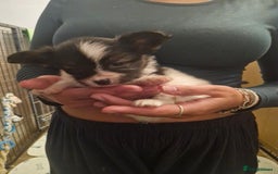Papillon dogs for sale: KC Papillon. DNA health tested parents - Image 8