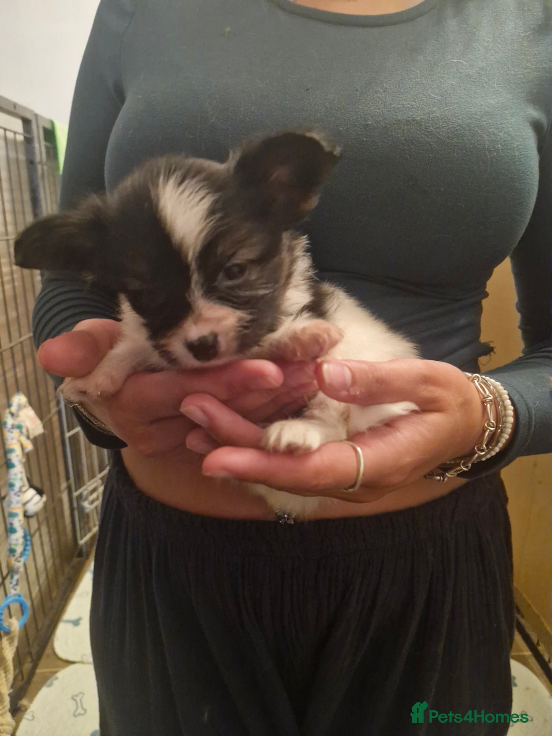 Papillon dogs for sale: KC Papillon. DNA health tested parents - Image 8
