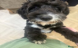 Sproodle dogs for sale: Dougie  - Image 2