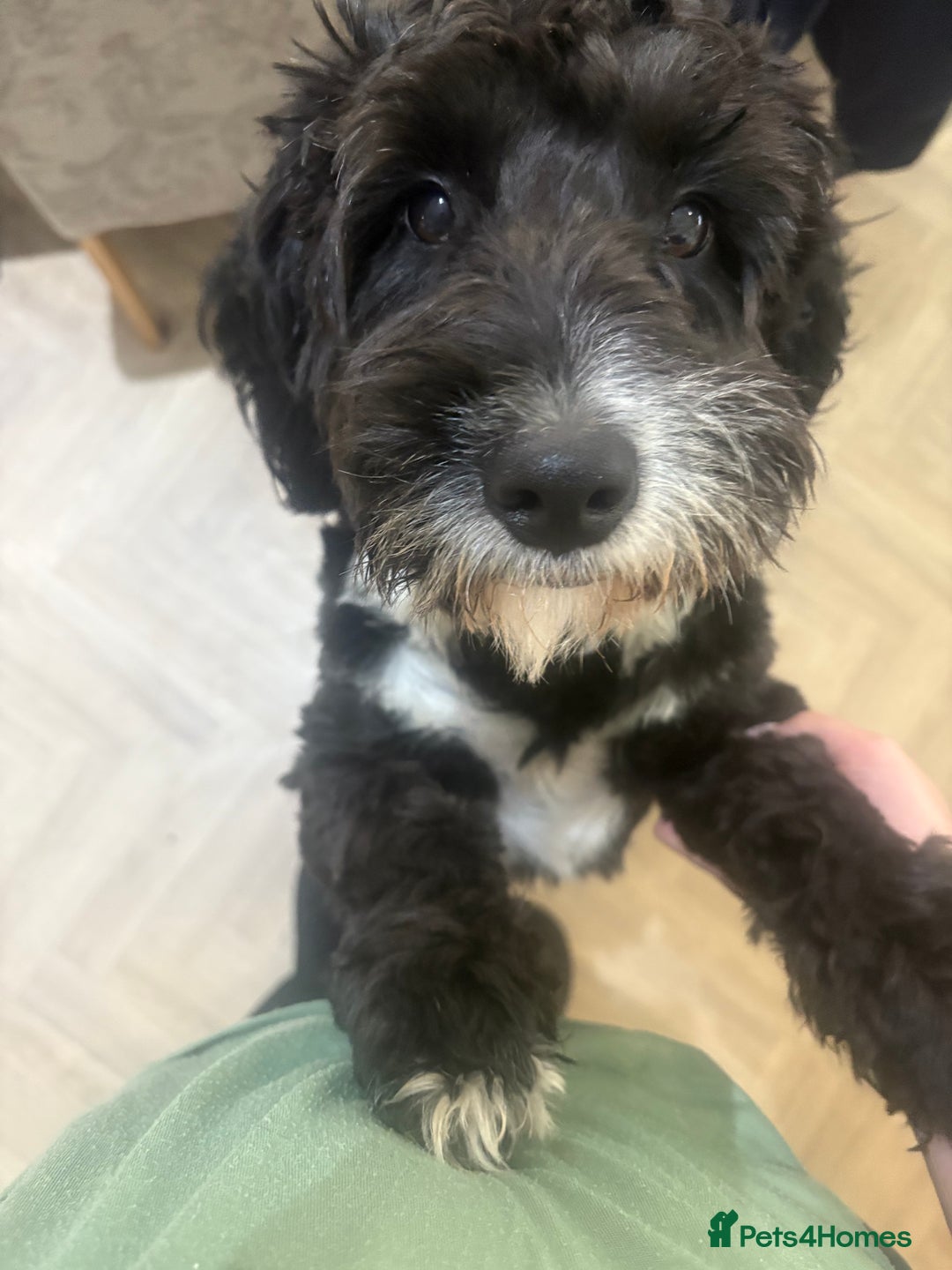 Sproodle dogs for sale: Dougie  - Image 2