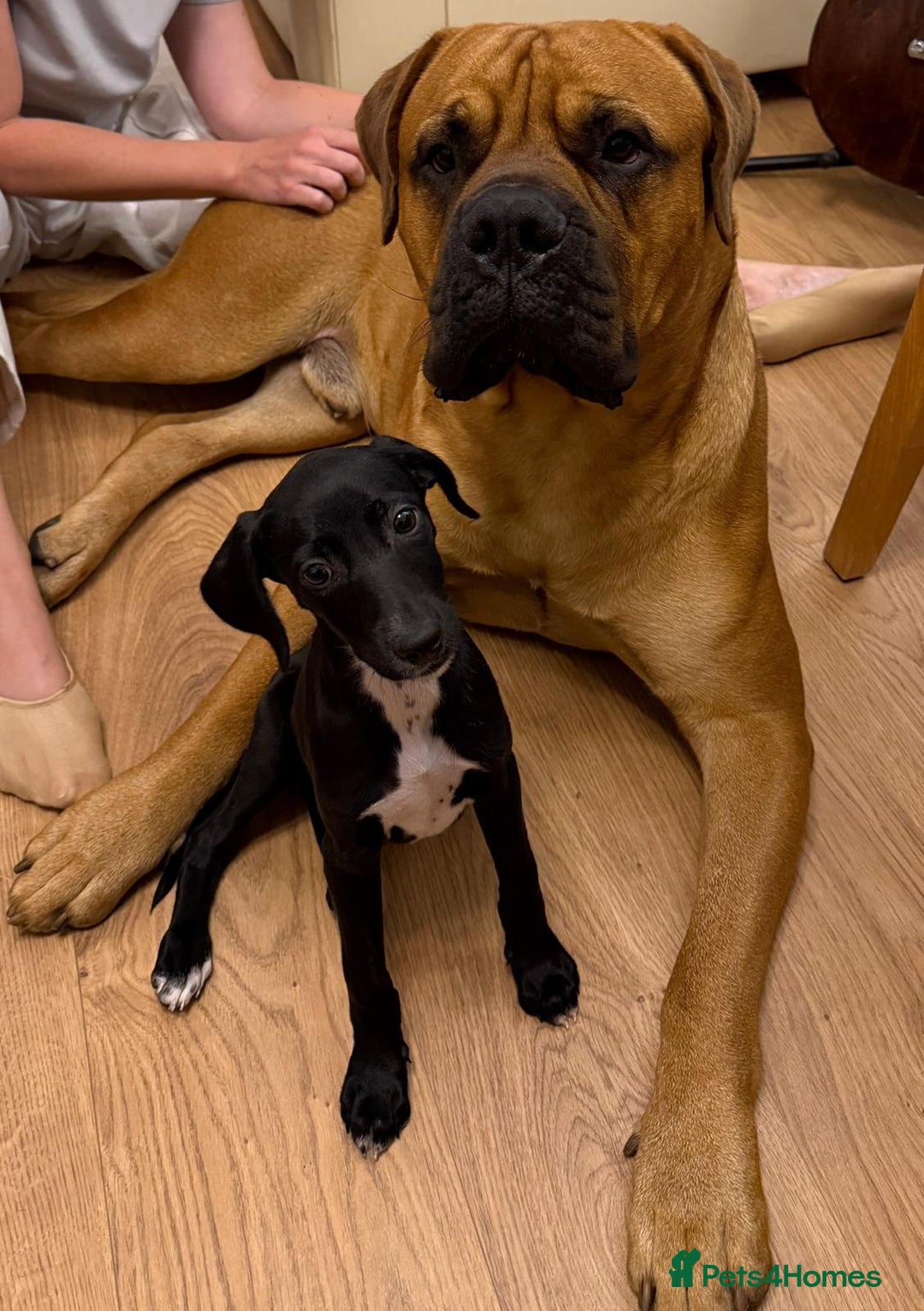 Bullmastiff dogs for stud: Bullmastiff for Stud - Advert 19