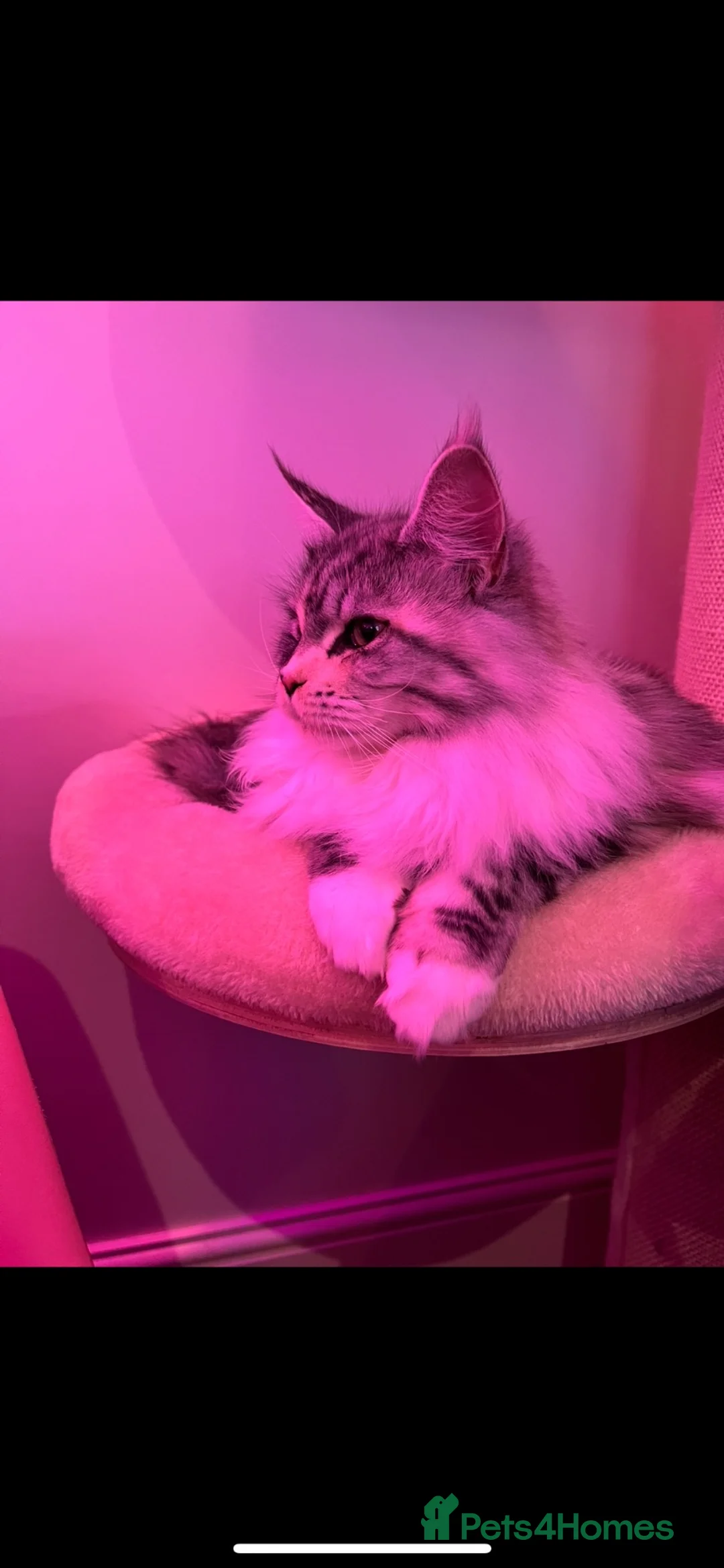Maine Coon cats for sale: Retired queen re home  - Advert 6