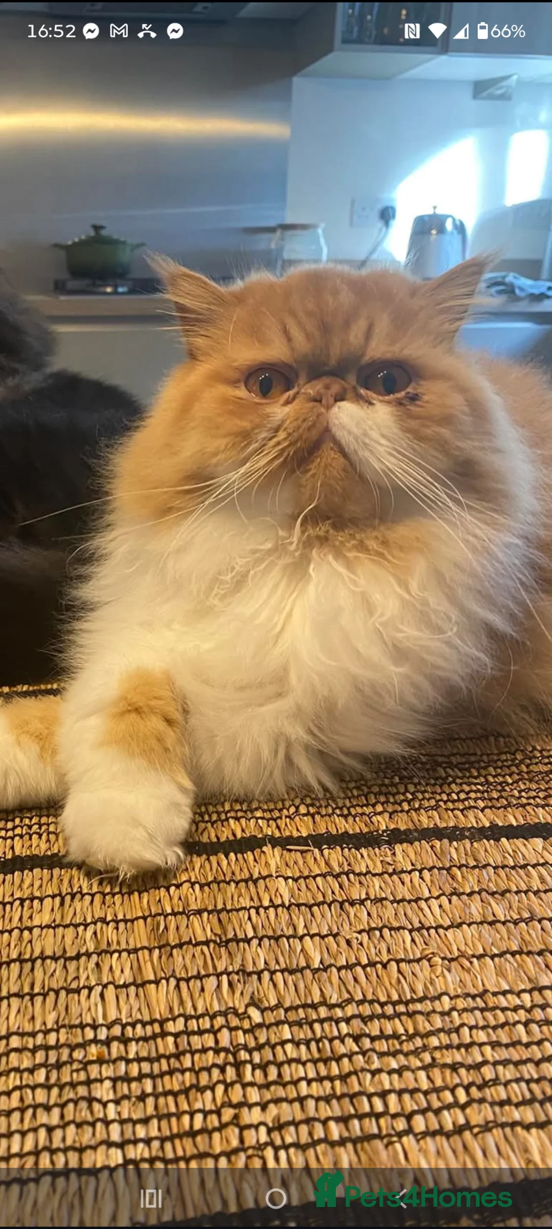 Persian cats for stud: Persian for STUD ONLY - Advert 6