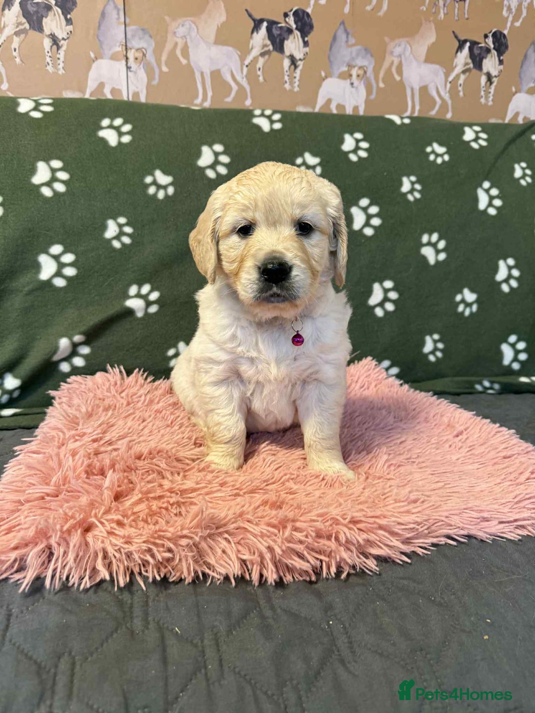 Golden Retriever dogs for sale: Stunning health tested Golden Retriever Puppies  - Advert 23