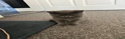 British Shorthair cats for sale: British Shorthair  - Advert 5